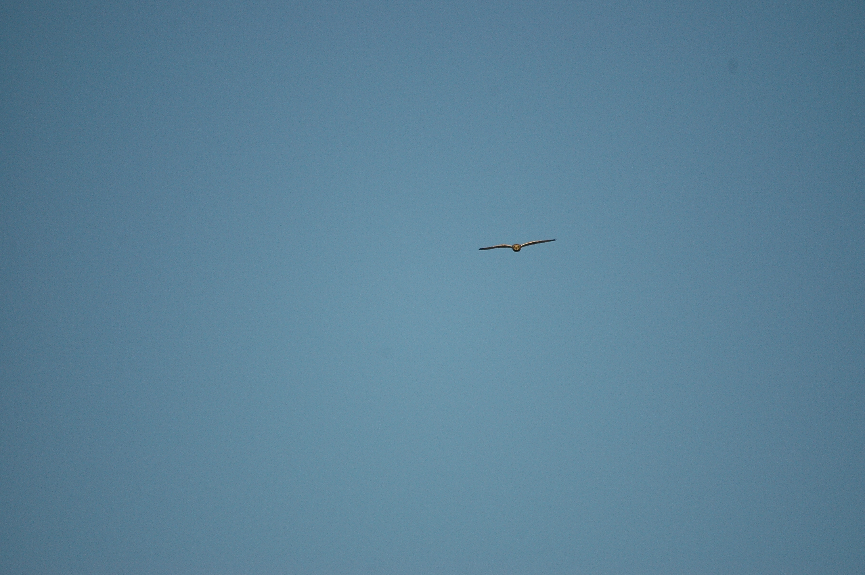 photos/wildlife/Bird_Species/085-Typical_Owls/2826-Short-eared Owl/DSC_4762.JPG